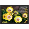 Sunrays Creations Needlearts Painted Daisies Counted Cross-Stitch Chart -Disney || Prym || Clover Shop 188704 34756.1693425821